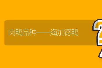 肉鸭品种――海加德鸭