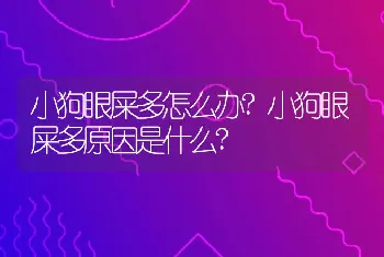 小狗眼屎多怎么办?小狗眼屎多原因是什么?