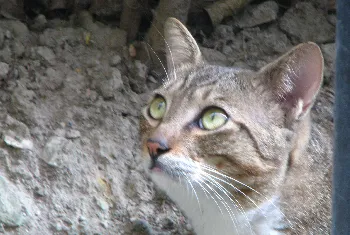 喵星人图片_萌猫高清照片