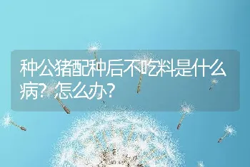 种公猪配种后不吃料是什么病？怎么办？