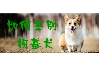 如何鉴别柯基犬