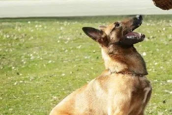 马犬幼犬补钙的方法都有哪些？