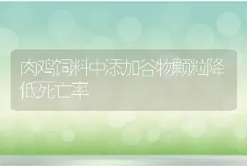 肉鸡饲料中添加谷物颗粒降低死亡率