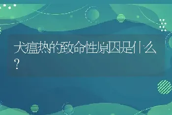 犬瘟热的致命性原因是什么？