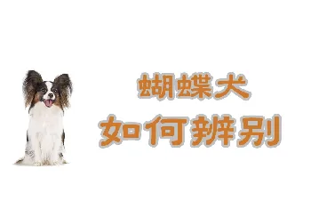 蝴蝶犬如何辨认