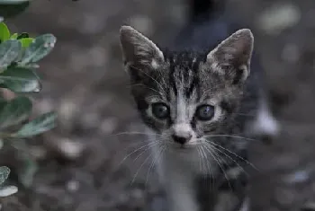 选购健康猫咪的三大方法