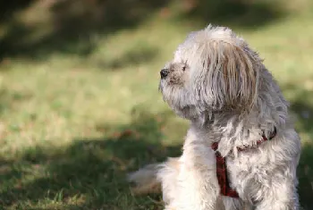 适合家养的狗小型犬