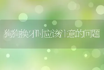 狗狗换牙时应该注意的问题