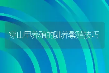 穿山甲养殖的驯养繁殖技巧