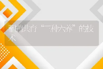 稻鸭共育“三种六养”的技术