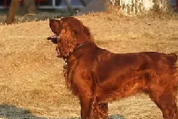 田野小猎犬掉毛程度怎么样_多少钱一只