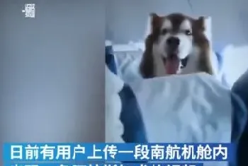 南航飞机上惊险一只阿拉斯加，南航回复是辅助犬