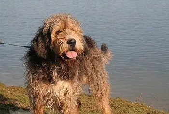 奥达猎犬有牙结石怎么办 奥达猎犬牙结石预防治疗方法