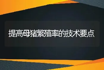 怎样防治猪运输应激综合征