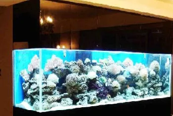 不要让水族箱污染家里的室内环境