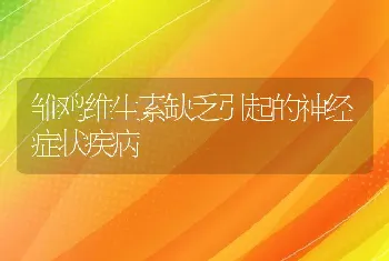 雏鸡维生素缺乏引起的神经症状疾病