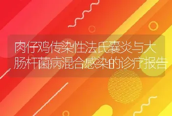 肉仔鸡传染性法氏囊炎与大肠杆菌病混合感染的诊疗报告