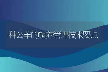 种公羊的饲养管理技术要点