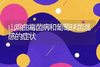 山鸡曲霉菌病和葡萄球菌混感的症状