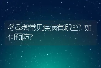 冬季鹅常见疾病有哪些？如何预防？