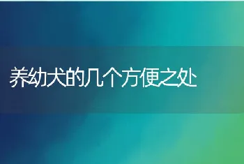 养幼犬的几个方便之处