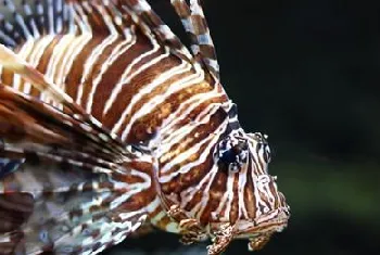 臭氧机在水族中的应用