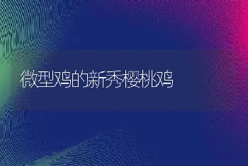 微型鸡的新秀樱桃鸡