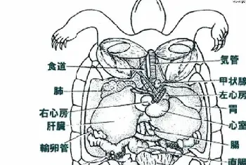 你知道乌龟的身体內部结构吗?