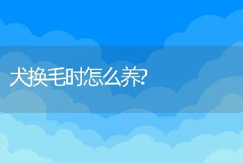 犬换毛时怎么养?