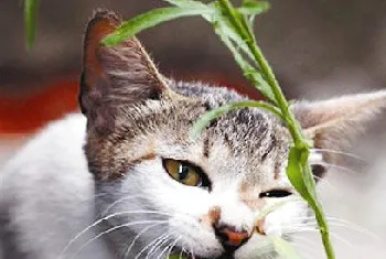 猫咪能吃的植物