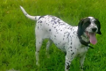 波音达猎犬拉稀怎么办 波音达猎犬拉肚子解决方法