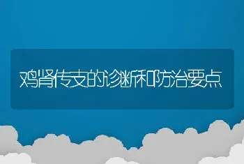 鸡肾传支的诊断和防治要点