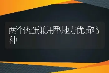 两个肉蛋兼用型地方优质鸡种