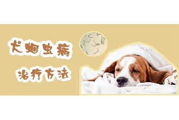 犬蛔虫病治疗方法