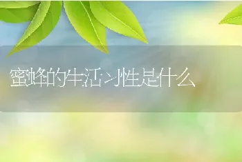 蜜蜂的生活习性是什么