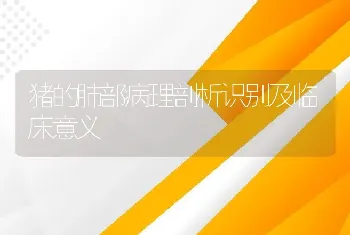 猪的肺部病理剖析识别及临床意义