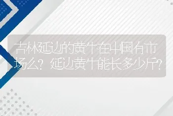 吉林延边的黄牛在中国有市场么?延边黄牛能长多少斤?