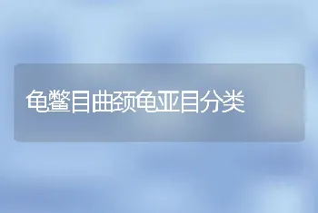 龟鳖目曲颈龟亚目分类