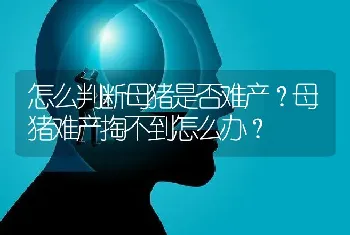 怎么判断母猪是否难产？母猪难产掏不到怎么办？