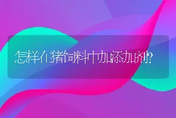 怎样在猪饲料中加添加剂?