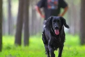 卷毛寻回犬感冒怎么办 卷毛寻回犬感冒治疗方法