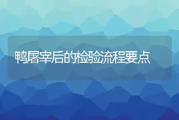 鸭屠宰后的检验流程要点