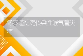 冬春谨防鸡传染性喉气管炎病