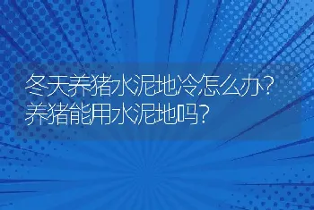 冬天养猪水泥地冷怎么办？养猪能用水泥地吗？