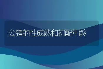 公猪的性成熟和初配年龄