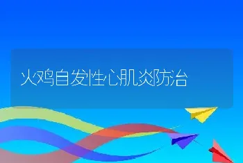 火鸡自发性心肌炎防治