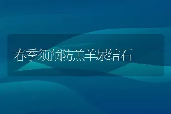 春季须预防羔羊尿结石