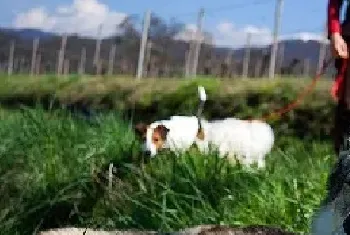 捷克狼犬的体型特征_生活习性_多少钱一只|价格