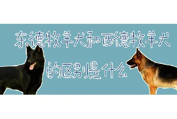 东德牧羊犬和西德牧羊犬的区别是什么