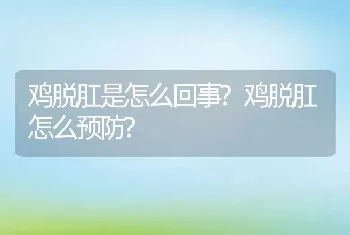 鸡脱肛是怎么回事?鸡脱肛怎么预防?